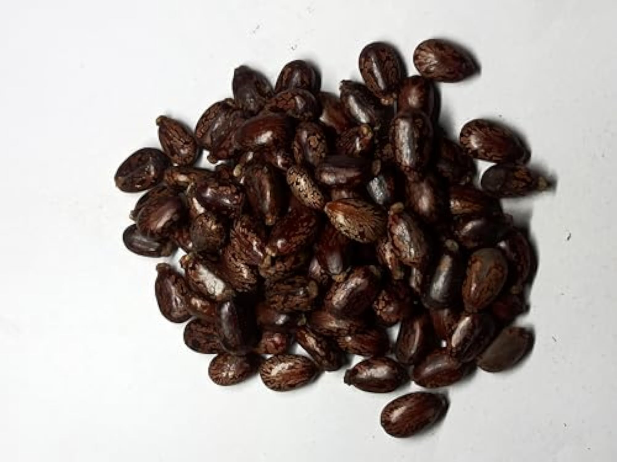 Kotta Muthu Castor Seeds, 50g