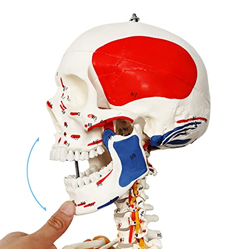 Image of 2026 New Human Skeleton Model, Medical Anatomical Life Size Skeleton Replica with Spinal Nerves, Muscle Insertion and Origin Points,Joint Ligaments,Includes Rolling Stand,for Doctors, Students