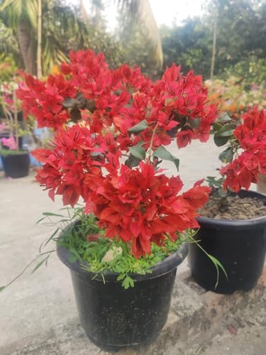 Image of Rare Bougainvillea Live Flower Plant || Healthy Live Plant with Grow Bag & Secure Packing || Beautiful Flower Garden Decoration (red)