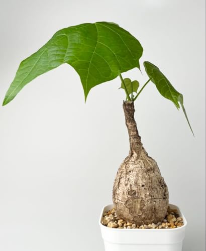 観葉植物 塊根植物 鉢植え」の人気商品一覧 | 安い商品を通販サイト