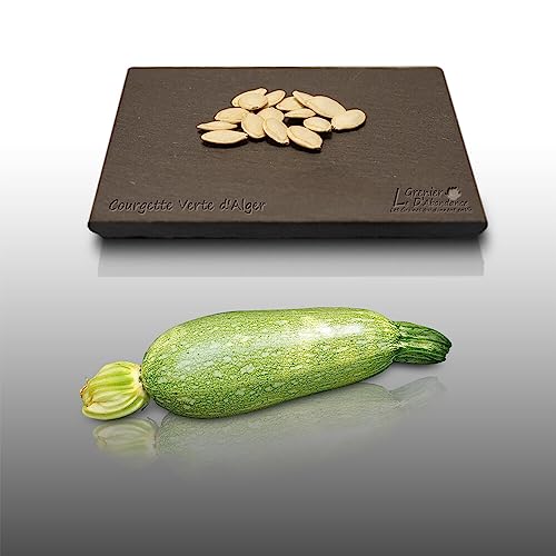 15 graines à semer - Le Grenier d'Abondance - COURGETTE Verte petite d'Alger - Cucurbita Pepo