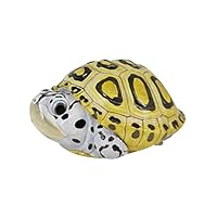 ゼニガメ　カメール　カメックス　PSA7 PSA9 SEMAROOM（セマルーム） on X: 