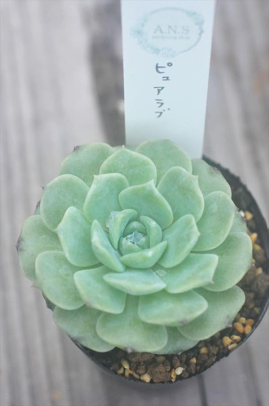 Amazon.co.jp: ピュアラブ*多肉多肉植物美苗エケベリア : DIY Amazon.co.jp: ピュアラブ*多肉多肉植物美苗エケベリア : DIY