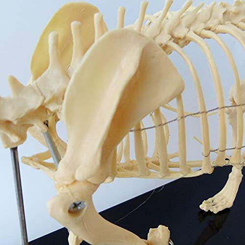 Anatomisches Modell Hund Skelettmuster Modell Anatomie Bildung Modell Von Tieren, Humanbiologie Professor Veterinary Education Demonstration Werkzeug Hund (64Cmx10cmx30cm)