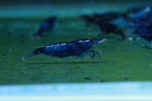 Live Freshwater Aquarium Shrimp - Neocaridina (Blue Dream, 10 Pack)