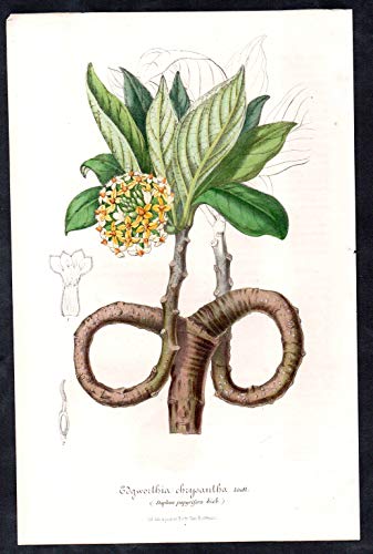 Edgworthia chrysantha - Oriental paperbush mitsumata flower flowers Blume Blumen Botanik Botanical Botany