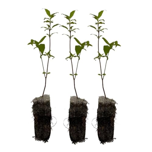 Gray Dogwood Live Tree Plug Seedlings | 6-12 | Arbor Day Foundation - (Due to Agricultural Laws Unavailable to AZ CA) (3-Pack)
