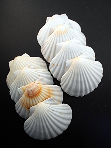 Set Of 50 Large White Baking Scallop (3.5"-4") Restaurant Quality Real Seashells Beach Wedding Coastal Crafts And Decor - Florida Shells And Gifts Inc. #TOP5