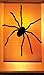 Window Poster Halloween Black Widow Spider by WOWindows USA-made Decoration Includes 1 Reusable 34.5"x60" Backlit Poster