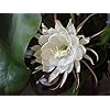 Two Queen of Night Orchid Cactus Epiphyllum Oxypetalum (White) cuttings+ Gift Small Rosy Swirl Cutting