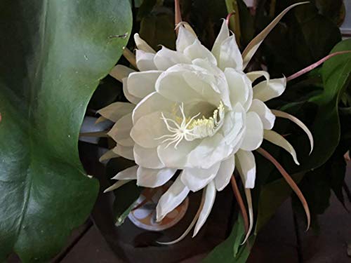 Two Queen Of Night Orchid Cactus Epiphyllum Oxypetalum (White) Cuttings+ Gift Small Rosy Swirl Cutting #TOP1