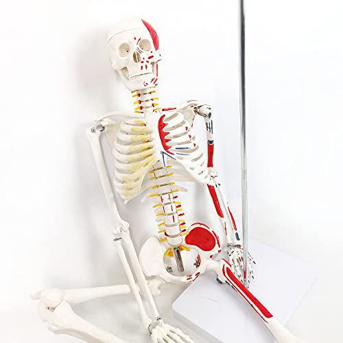 Image of Half Life Size Painted and Numbered Human Skeleton Model, 35 inch Anatomical Replica with Muscle Insertion and Origin Points, Removable Skull Cap & Jaw, Durable Stand for Display and Study