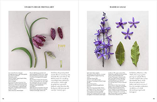 The Accidental Botanist: A Deconstructed Flower Book