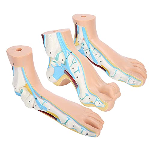 Modèle de pied humain pour simplifier l'explication des pathologies complexes