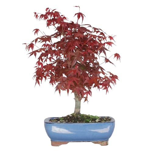 KENTIS - Bonsái de Arce Rojo Japonés Original - Acer Palmatum Deshojo de Japón - Plantas de Exterior Reales - Altura 40-50 cm Maceta Ø 21,5 cm