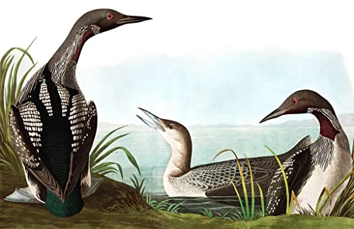 Graffiti Art Mural Plongeur Colymbus Audubon impression grand format 60x90cm couleurs éclatantes