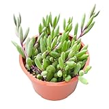 Live Succulent Plants Othonna Capensis Ruby Necklace, Rare Succulents Fully Rooted in 4' Pots with Soil, Easy-Care House Plant, Standard Packaging