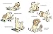 Lion Lessons