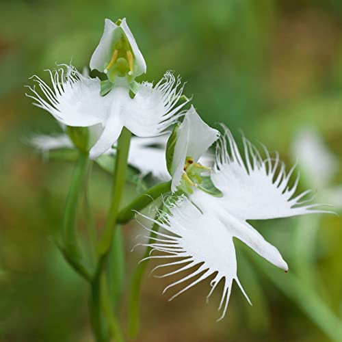 Japanische Weisse Vogelblume Kaufen