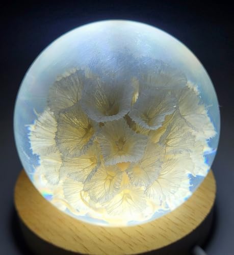 Image of 60mm Real White Windmill Fruit Starflower Flower Pincushion Seeds in Clear Lucite Resin Paperweight Ball Scabiosa Stellata Anniversary Wedding Valentine Mother's Day Gift Herbarium Display Collection