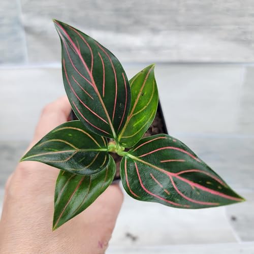 Aglaonema Rotundum Tiger - Chinese Evergreen Live Plant with Red Vein, Rare Aglaonema Wishes, 3-Inch Nursery Pot, Exotic Indoor Plants Live Houseplants for Home or Office by 3exoticgreen