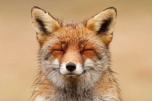 Miniatura 1 de Roeselien Raimond - Póster de retrato rojo de zorro zen (12 x 18 pulgadas)