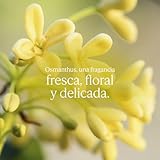 L'OCCITANE - Eau de toilette Osmanthus - 75 ml - Fabricado en...