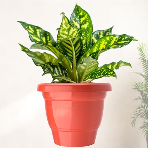Image of Kuber Industries (Pack of 4) Flower Pot | 2-Layer Fuldani Flower Pot (8 Inch) Pots for Terrace, Garden | Phooldaan for Home D?cor | Synergy Indoor Plant Stand | Pots Stand for Plants | Red