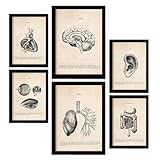 DECORAZIONE PARETE CON QUADRI E STAMPE D'ARTE - Stampa Wall Art perfetta per fare un Regalo o per decorare una Clinica, un Ospedale, una Sala d'Attesa, un'Aula, una Classe o gli Interni della tua Casa - Set di Illustrazioni Decorative Anatomiche in Stile vintage-retrò. Ideale per decorare e combinare qualsiasi stanza o stanza della tua casa con i suoi toni Pale, Beige e Seppia.