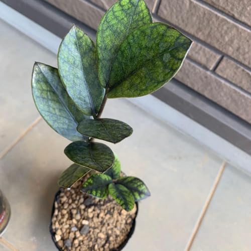 観葉植物 ザミオクルカス」の人気商品一覧 | 安い商品を通販サイトから