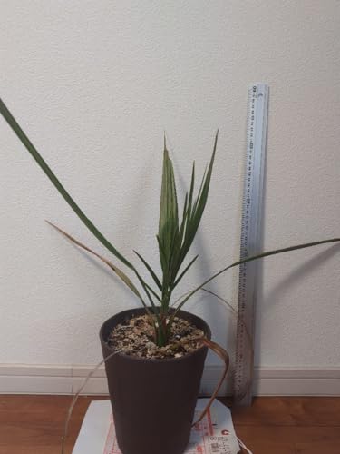 ナツメヤシ 観葉植物」の人気商品一覧 | 安い商品を通販サイトから探す