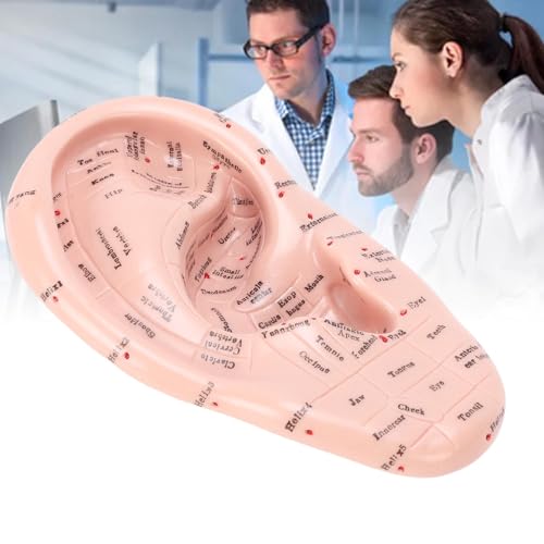 Ymiko Acupuncture Points Ear Massage Model 17cm PVC Ear Zone Reflexology Model for Teaching and Learning in Beauty Salons and Massage Schools - Thumbnail 5