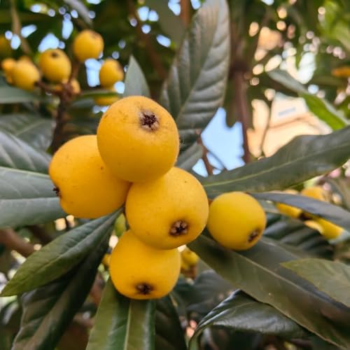 Semi di nespolo giapponese, da giardino roccioso esotiche da frutto giardino di acquistarere da frutto colonnari resistenti 10pcs