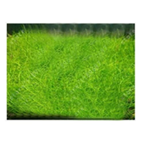 Saterkali Graines d'herbe d'eau d'aquarium, 100pcs graines d'herbe d'eau d'aquarium décor de paysage de plante hydrophile de réservoir de poissons Mini...
