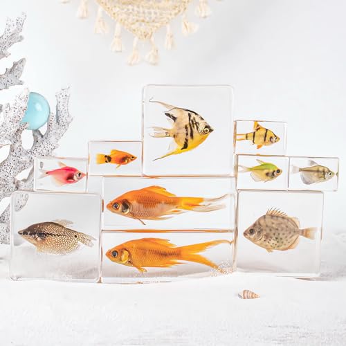 Image of Taxidermy Fish 8pcs, Real Oceans Animals Fish Specimens in Resin Preserved, Clear for Closer-Look & Study, Science Educational Classroom Specimen for Home Office Decor Ornament Gift (2.4x1.4x0.8-inch)