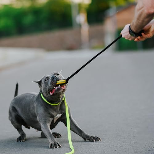Dingo Spielzeug mit Ring # 10 cm Griff Bungee 65 cm Hundespielzeug Spielen mit Hund Training Apporte 15674