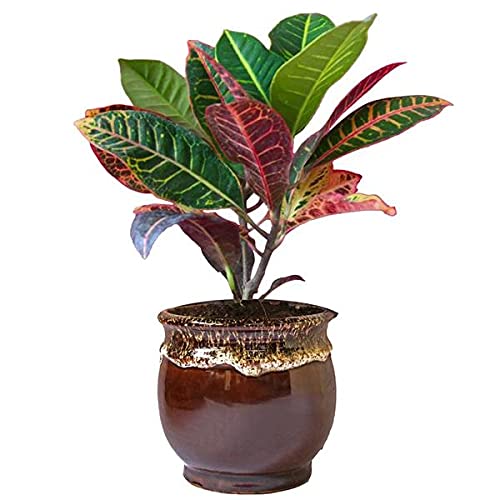 InGreen Croton Indoor Live Plant || Petra || For Home decoration & Natural Air Purification || Pack Of 1. (B09FR75S1Q) Amazon Price History, Amazon Price Tracker