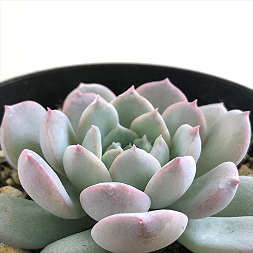 Amazon｜多肉植物 skエケベリア アメイジンググレイス 多肉植物