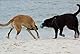 Dingo Mop Bungee Blau Mikrofaser mit Vanille Duft Ball Hundespielzeug Agility Apporte zum Spielen Tauziehen Beweglichkeit Wassertraining 15587-2