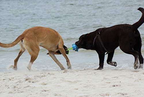 Dingo Mop Bungee Blau Mikrofaser mit Vanille Duft Ball Hundespielzeug Agility Apporte zum Spielen Tauziehen Beweglichkeit Wassertraining 15587-2