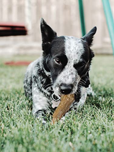 SPOT by Ethical Products, Coffee Wood Dog Chews Toy, 100% Natural Sustainably Sourced - Image 2
