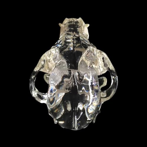 Image of Canine Skull Dog Jaw Dental Model Typodont Oral Clear Teeth Model Pet Clinic Anatomical Tooth for Canine Veterinary Office Education Decoration Demonstrate (Dog Skull Model)