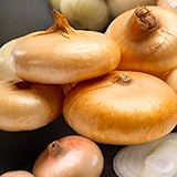 TomorrowSeeds - Borettana Yellow Cipollini Onion Seeds - 600+ Count - for 2026 Planting Sweet Italian Flat...