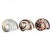 Hermit Crab Shells | Turbo Shells | 1 Brown, 1 Banded, and 1 White Pearlized Turbo Shells 1.75