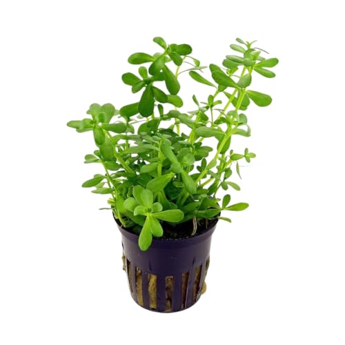 PlantasAcuario Planta acuática BACOPA CRENATA planta de acuario viva y natural para acuarios plantados en maceta de 5cm