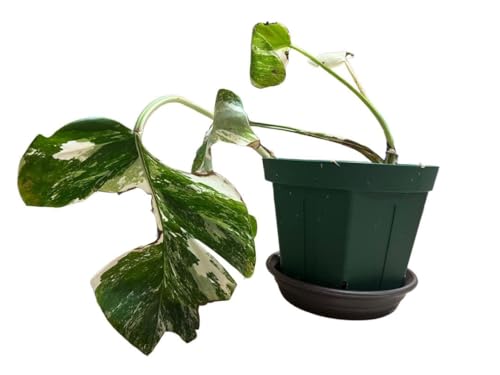 モンステラ ホワイトタイガー」の人気商品一覧 | 安い商品を通販サイト