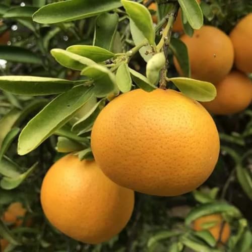 Muda Frutífera de Tangerina Piemonte Enxertada