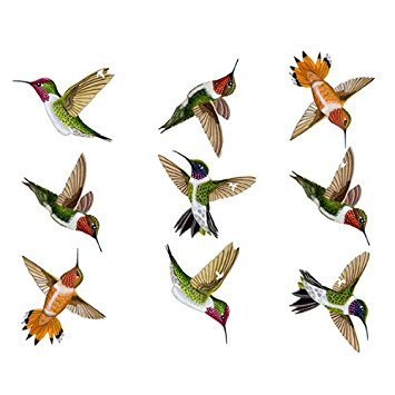 Wild Life Animals Realistic Painted Hummingbird Wall Decals (Small)