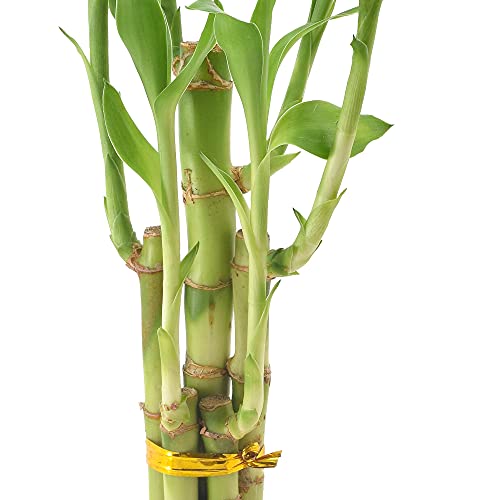 Arcadia Garden Products 5-Stem Lucky Bamboo, Live Indoor Plant In Dimension Ii Ceramic Planter For Home, Work, Or Gift, Black ***Cannot Ship To Hawaii*** #TOP2