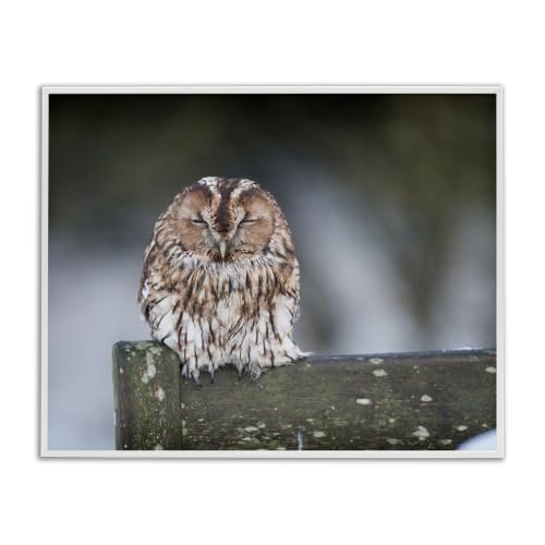 Owl Perched Fence Post Wildlife, 16 x 20 Inch Framed Giclée Print